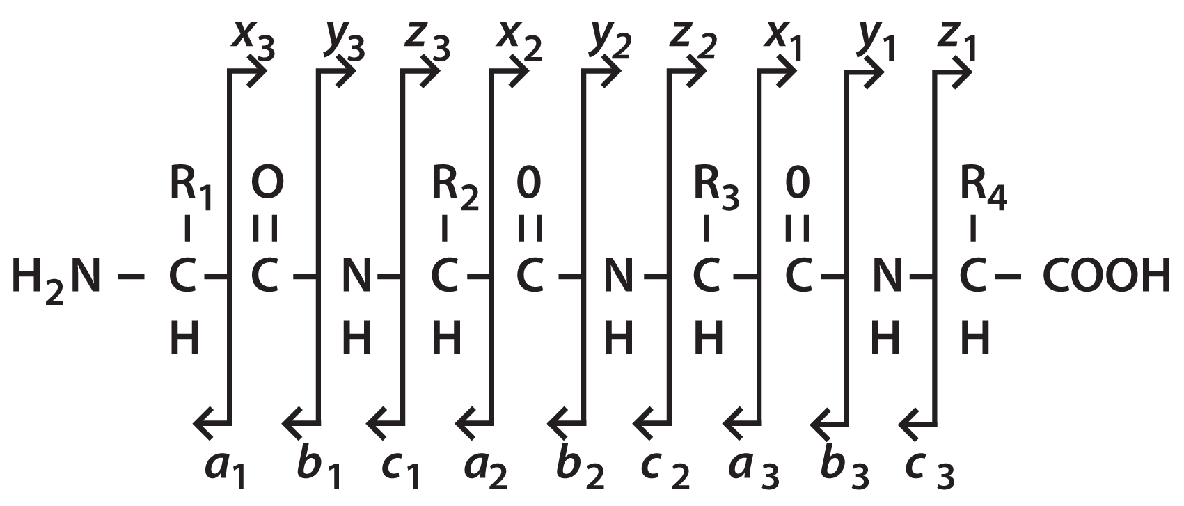 Peptide Sequencing with Electrospray LC/MS Part 1 Ion Types and